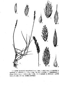 西伯利亞冰草(原變型) 西伯利亞冰草(原變型)