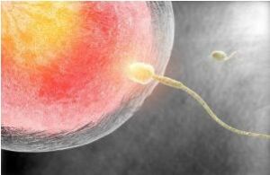 美國試管 美國試管