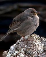 短尾雀鵐屬 短尾雀鵐屬