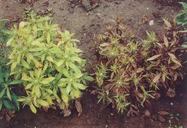 白朮葉茶 白朮葉茶