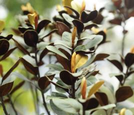 廣東含笑 廣東含笑