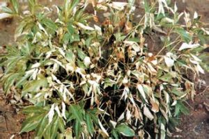 非洲菊疫霉病 非洲菊疫霉病