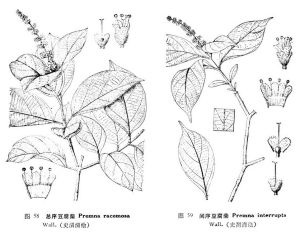 二唇萼組 二唇萼組