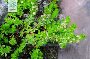 拉拉藤屬 拉拉藤屬