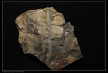 蕨類植物化石