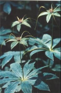 寬葉重樓 寬葉重樓