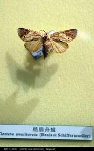 楊扇舟蛾 楊扇舟蛾