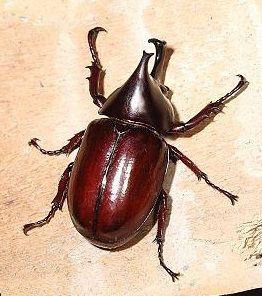 姬獨角仙 姬獨角仙