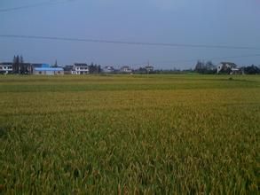 新糧地村 新糧地村