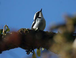 小斑姬鶲菲律賓亞種 小斑姬鶲菲律賓亞種