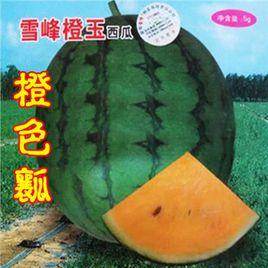 雪峰橙玉 雪峰橙玉
