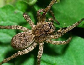 中華狼蛛 中華狼蛛