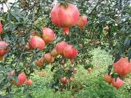 卵葉金石榴 卵葉金石榴