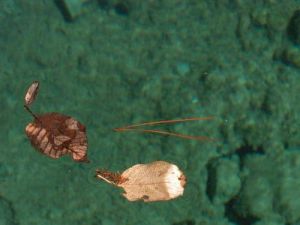 九寨溝風光 九寨溝風光