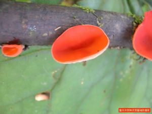 平盤肉杯菌 平盤肉杯菌