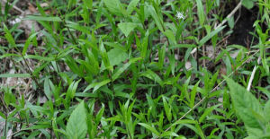 翻白繁縷 翻白繁縷