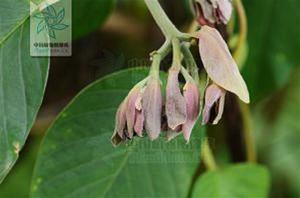 毛頭銀背藤 毛頭銀背藤