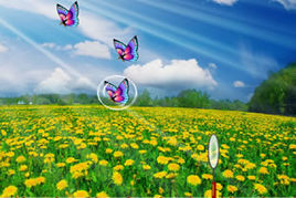 美麗的蝴蝶標本 美麗的蝴蝶標本