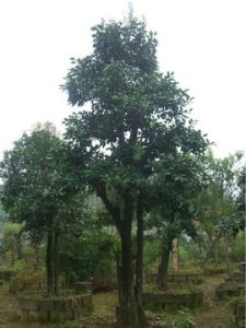 金彈子樹 金彈子樹