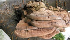 層迭靈芝 層迭靈芝