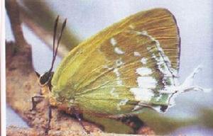 黃梔子灰蝶
