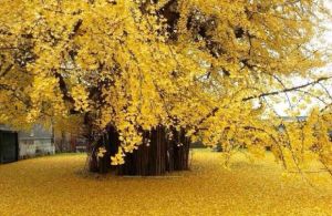 千古銀杏 千古銀杏