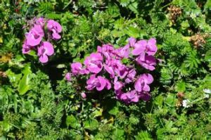 有冠普氏馬先蒿 有冠普氏馬先蒿