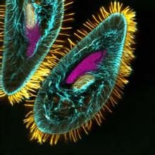 原生動物學 原生動物學