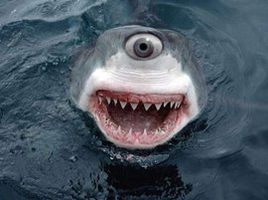 獨眼鯊魚 獨眼鯊魚