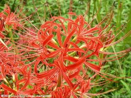 曼陀沙華和曼陀羅華的區別 曼陀沙華和曼陀羅華的區別