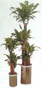 金心香龍血樹 金心香龍血樹