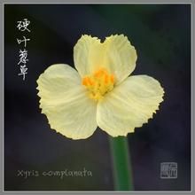 黃眼草科 黃眼草科