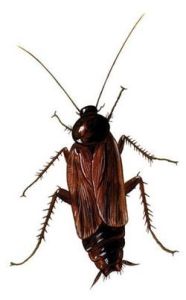 東方蜚蠊 東方蜚蠊