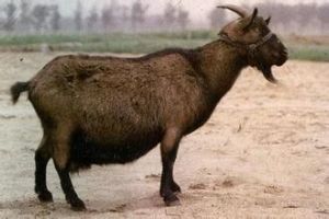 福清山羊 福清山羊