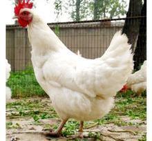 農大3號 農大3號