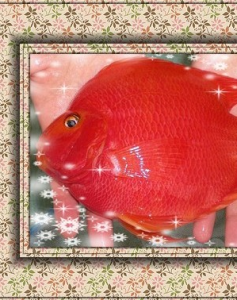 紅元寶鸚鵡魚