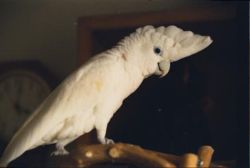 杜可波氏鳳頭鸚鵡