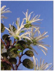 金縷梅族 金縷梅族