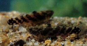 舌鰕虎魚 舌鰕虎魚