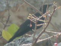 暗色石鵖 暗色石鵖