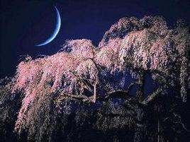 曉風殘月[漢語詞語]