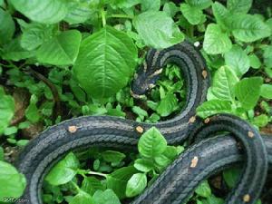 圓斑小頭蛇 圓斑小頭蛇