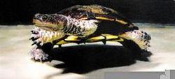 阿根廷蛇頸龜