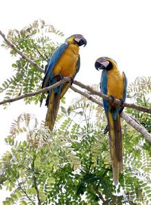 黃藍金剛鸚鵡 黃藍金剛鸚鵡
