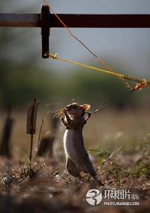 非洲利用老鼠掃雷