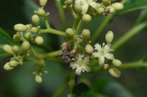 茶茱萸科 茶茱萸科