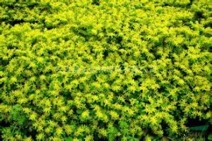 短葉亮綠苔草 短葉亮綠苔草