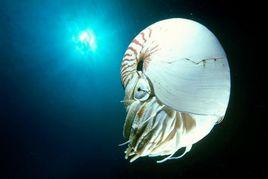 大鸚鵡螺 大鸚鵡螺