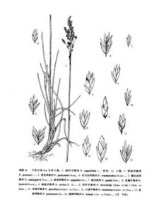 外貝加早熟禾 外貝加早熟禾