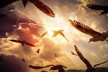 Nst[人格心理學]